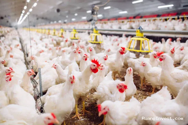 Harga Ayam Pedaging Diprediksi Datar Selama Bulan Suro 2026
