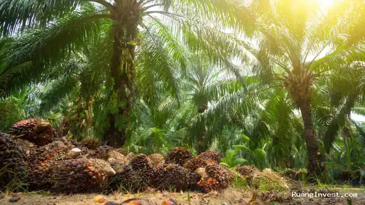 Dividen NSSS 2025 Rp8 per Saham, Simak Jadwal Lengkapnya
